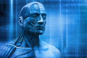 Imagem de destaque do curso ANATOMIA HUMANA