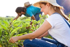 Imagem de destaque do curso AGRICULTURA ORGÂNICA